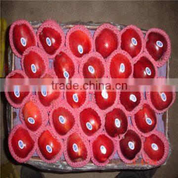 New crop Huaniu apple/red delicious apple for supplier