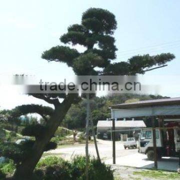 Podocarpus macrophyllus Bonsai tree