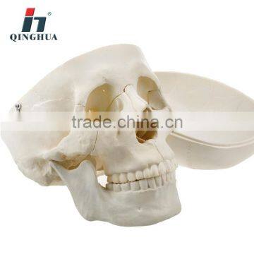 Model of Adult Skull photo-2