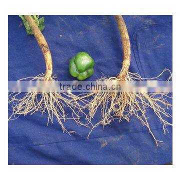 seaweed drip fertilizer