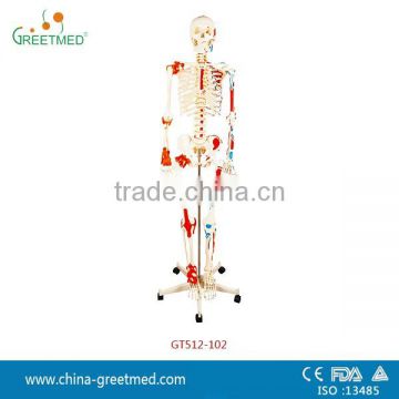 180cm 85cm pvc medical human skeleton model