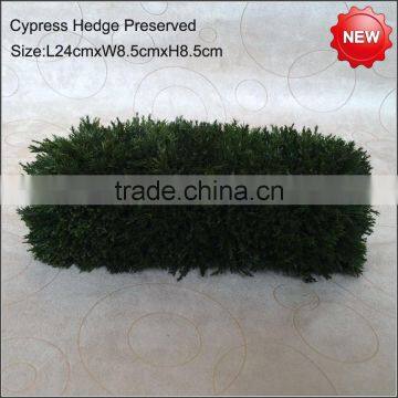 Mini Cube Boxwood Preserved photo-3