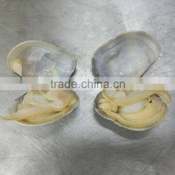Frozen Delicious Variegated Clams Top Quality Low Price photo-2