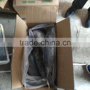 Frozen Bonito Sarda Sarda 750-1000G photo-5