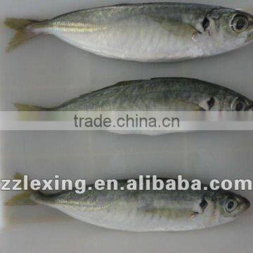Frozen Horse Mackerel IQF photo-2