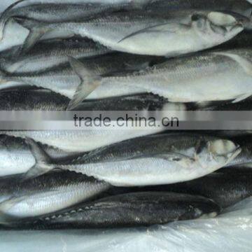 Horse Mackerel size 4/6/ Horse Mackerel fish