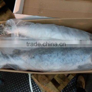 Atlantic Salmon photo-4