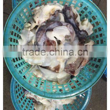 Frozen Giant Peru Fillet Squid Neck Size 500+ on Sale photo-3