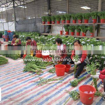 Home Decoration Ornamental Plants Spiral Lucky Bamboo photo-3