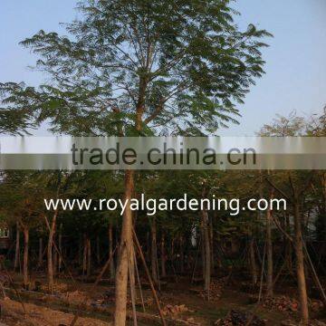 Delonix regia live trees for landscaping