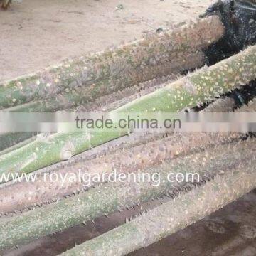 Chorisia Speciosa Tropical Trees photo-3