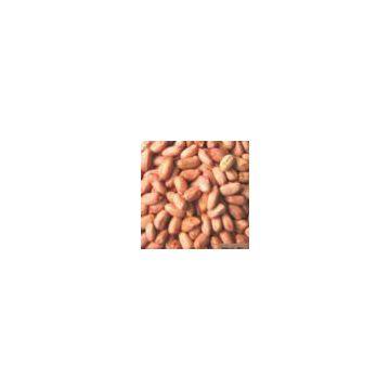 Sell Red Skin Peanut Kernel