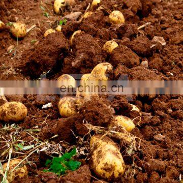 Agriculture Implements PTO Driven Small Potato Harvester photo-7