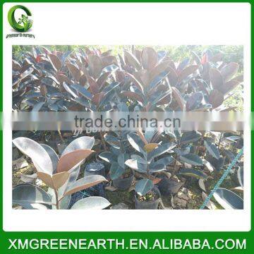 Ficus elastica small size