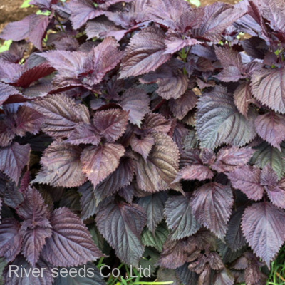 700pcs Shiso Vegetable Seeds for Gardening Red Purple Perilla Frutescens Var Crispa Seeds-vegetables-dropshipping photo-3