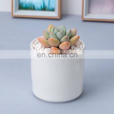 Flower Pots Mini Pottery Wholesale Bonsai Plant Small Indoor Plants Succulent Planter White Ceramic Pot