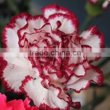 Colorful Olympic carnation cut flower planting base