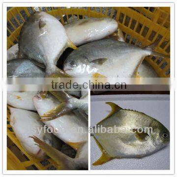 farming golden prefret/golden fish