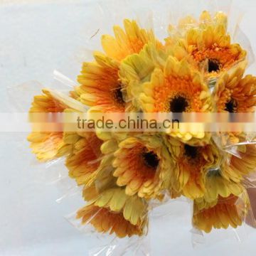 Good smell hot sale flower in african gerbera