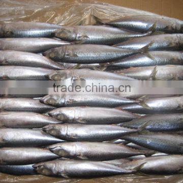 small size pacific mackerel, landfrozen japonicus makerel fish