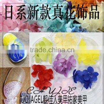 Nail Decorator DIY nail art real dry flowers True flowers nail tools