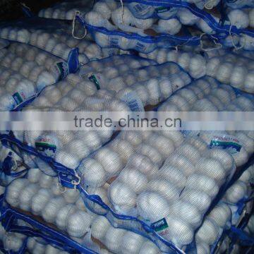 White Garlic Competive Price photo-2