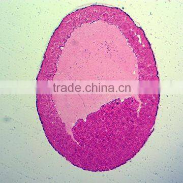 Chicken Embryo Slides Prepared Microscope Slides photo-5