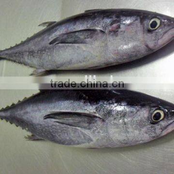 frozen big eye tuna fish export