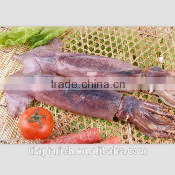 fresh frozen squid