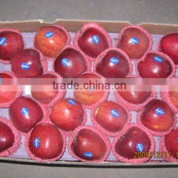 fresh red delicious apple