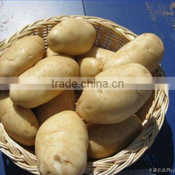 FRESH NEW GROP HOLLAND POTATO(100-150g/pc)