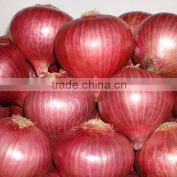 Onion Seeds supplier