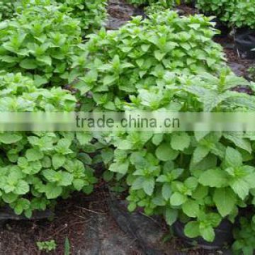 Authentic Lemon Balm seeds Melissa Officinalis seeds for planting and sale