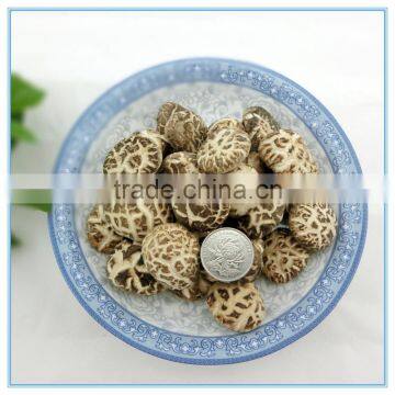 Winter Mushroom, Donko Shiitake Mushroom Spawn photo-5