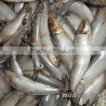 Good Quality Indonesia 155g Canned Sardines in Tomato Sauce