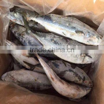 Pacific mackerel 3-5 seafrozen mackerel for sale from China supplier