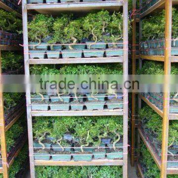 Ficus 15cm Ball photo-3