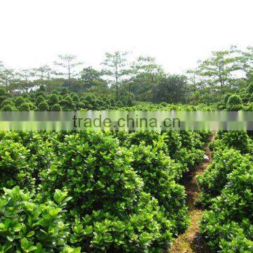 Ficus microcarpa big farm