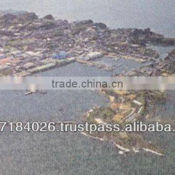 Hot-selling and Reliable Japan Collagen Face Facial Mask Japan With Functional Made in Japan photo-4