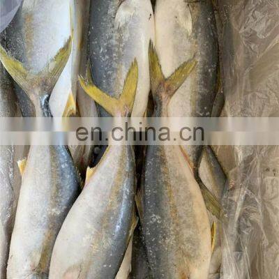 Frozen Yellow Tail Fish Travelly Fish Yellowtail Fish Seriola Quinqueradiata