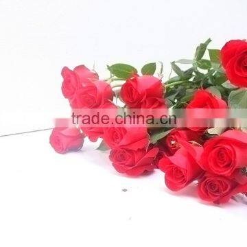 Best quality Carola fresh cut rose flowers roses