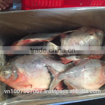 FROZEN RED POMFRET