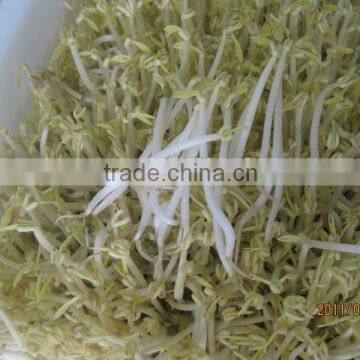 Automatic Bean Sprout Machine With CE photo-2