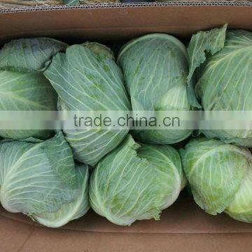 Supply Chinese Fresh Cabbage