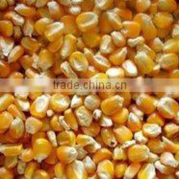 yellow corn/maize for animal, poultry, cattle feed