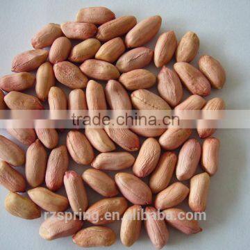 Chinese good quality groundnut peanut kernels