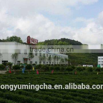 Food Supplement Green Tea Extract 95% Polyphenol Which is Pure and Organic Macha Powder photo-6