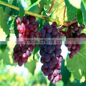 Top Quality Pure Nature Red Wine Extract Powder photo-6