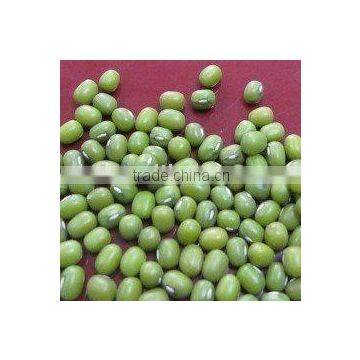 chinese green mung bean