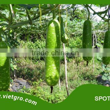 High Yield F1 Hybrid Star Bottle Gourd Seed - SPOTIE 05